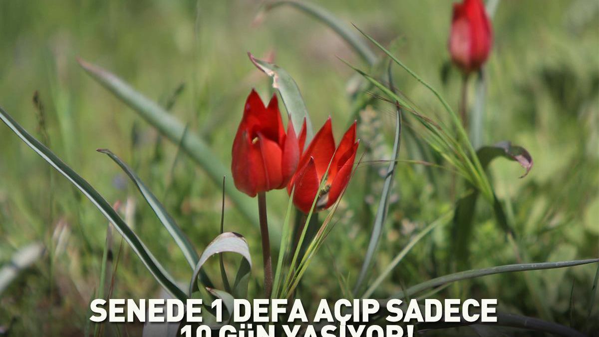 Senede bir kere açıp sadece 10 gün yaşıyor! Dokunan yandı: Yüz binlerce lira cezası var!